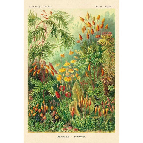 Haeckel Nature Illustrations: Muscinae Black Modern Wood Framed Art Print with Double Matting by Haeckel, Ernst