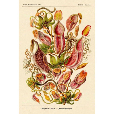 Haeckel Nature Illustrations: Pitcher Plants White Modern Wood Framed Art Print by Haeckel, Ernst