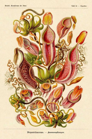 Haeckel Nature Illustrations: Pitcher Plants White Modern Wood Framed Art Print with Double Matting by Haeckel, Ernst