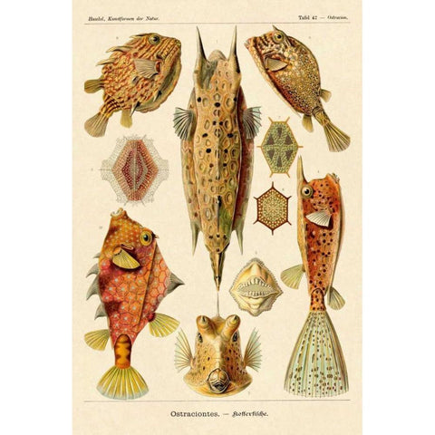 Haeckel Nature Illustrations: Boxfish Black Modern Wood Framed Art Print with Double Matting by Haeckel, Ernst