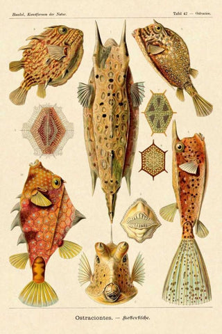 Haeckel Nature Illustrations: Boxfish Black Ornate Wood Framed Art Print with Double Matting by Haeckel, Ernst