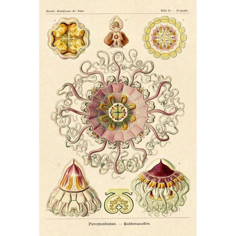 Haeckel Nature Illustrations: Jelly Fish Gold Ornate Wood Framed Art Print with Double Matting by Haeckel, Ernst