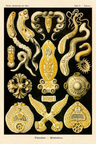 Haeckel Nature Illustrations: Flatworms Black Ornate Wood Framed Art Print with Double Matting by Haeckel, Ernst