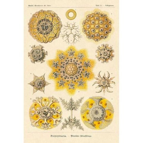Haeckel Nature Illustrations: Polycytaria Radiolaria White Modern Wood Framed Art Print by Haeckel, Ernst