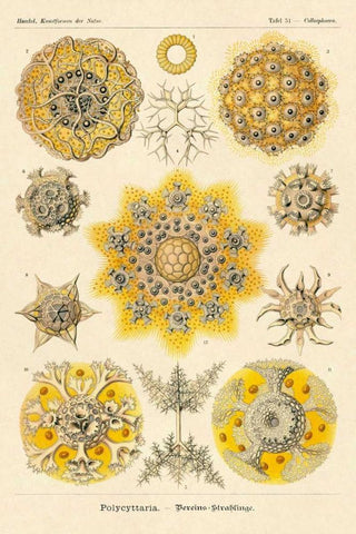 Haeckel Nature Illustrations: Polycytaria Radiolaria White Modern Wood Framed Art Print with Double Matting by Haeckel, Ernst