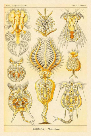 Haeckel Nature Illustrations: Rotatoria, rotifera worms Black Ornate Wood Framed Art Print with Double Matting by Haeckel, Ernst