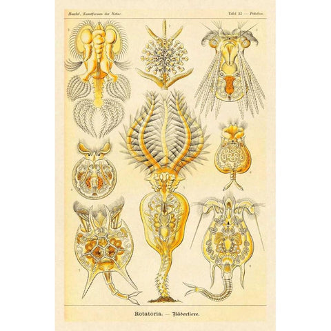 Haeckel Nature Illustrations: Rotatoria, rotifera worms Black Modern Wood Framed Art Print with Double Matting by Haeckel, Ernst