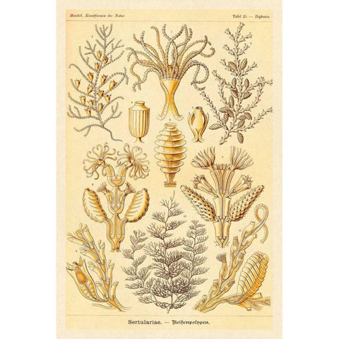 Haeckel Nature Illustrations: Sertulariae White Modern Wood Framed Art Print by Haeckel, Ernst