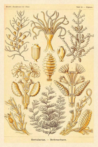 Haeckel Nature Illustrations: Sertulariae Black Ornate Wood Framed Art Print with Double Matting by Haeckel, Ernst