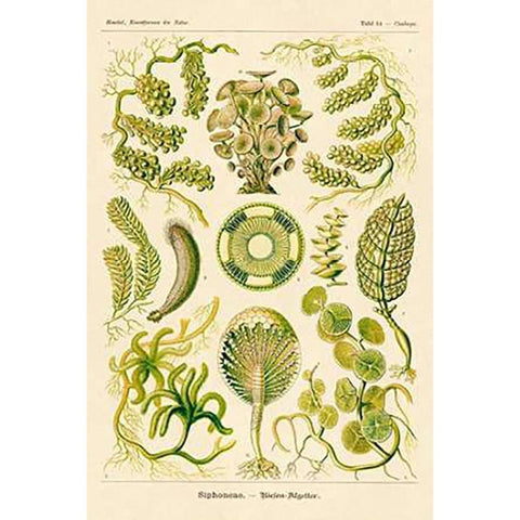 Haeckel Nature Illustrations: Siphoneae Hydrozoa Gold Ornate Wood Framed Art Print with Double Matting by Haeckel, Ernst