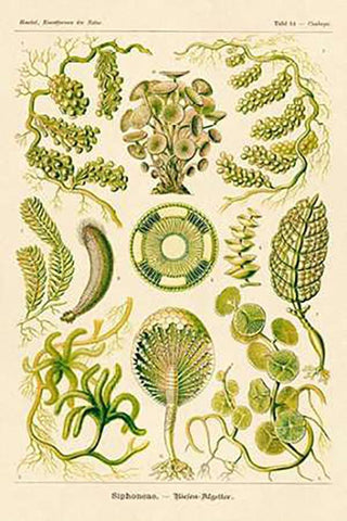 Haeckel Nature Illustrations: Siphoneae Hydrozoa White Modern Wood Framed Art Print with Double Matting by Haeckel, Ernst