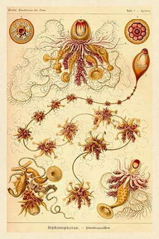 Haeckel Nature Illustrations: Siphoneae Hydrozoa White Modern Wood Framed Art Print with Double Matting by Haeckel, Ernst