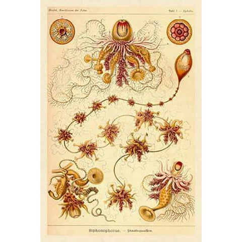 Haeckel Nature Illustrations: Siphoneae Hydrozoa Black Modern Wood Framed Art Print with Double Matting by Haeckel, Ernst