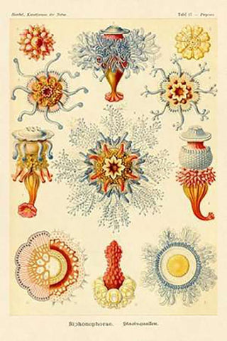Haeckel Nature Illustrations: Siphoneae Hydrozoa Black Ornate Wood Framed Art Print with Double Matting by Haeckel, Ernst