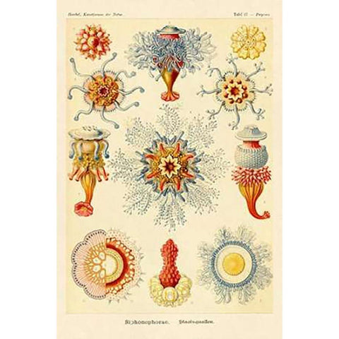 Haeckel Nature Illustrations: Siphoneae Hydrozoa Black Modern Wood Framed Art Print by Haeckel, Ernst