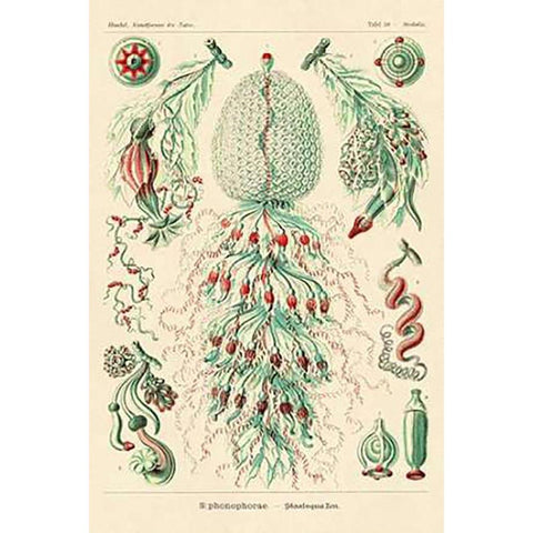 Haeckel Nature Illustrations: Siphoneae Hydrozoa Black Modern Wood Framed Art Print with Double Matting by Haeckel, Ernst