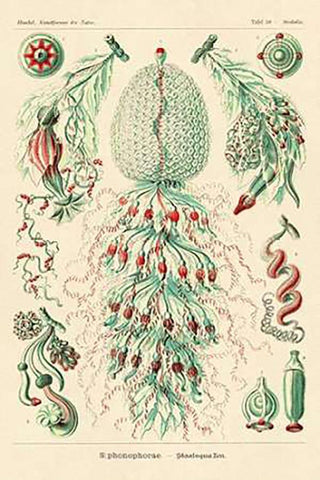 Haeckel Nature Illustrations: Siphoneae Hydrozoa Black Ornate Wood Framed Art Print with Double Matting by Haeckel, Ernst