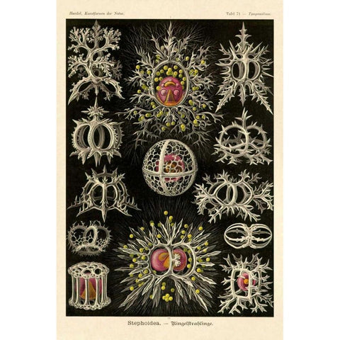 Haeckel Nature Illustrations: Stephoidea White Modern Wood Framed Art Print by Haeckel, Ernst