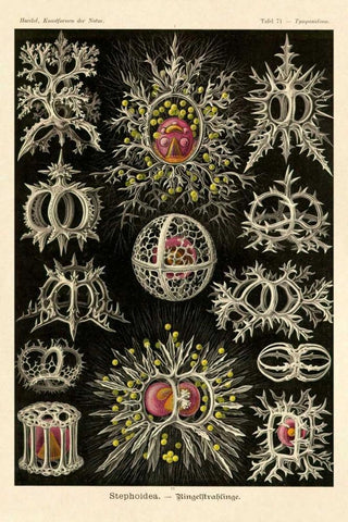 Haeckel Nature Illustrations: Stephoidea White Modern Wood Framed Art Print with Double Matting by Haeckel, Ernst