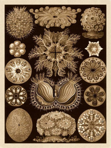 Haeckel Nature Illustrations: Ascidiae - Sepia Tint Black Ornate Wood Framed Art Print with Double Matting by Haeckel, Ernst