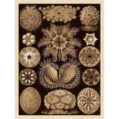 Haeckel Nature Illustrations: Ascidiae - Sepia Tint Black Modern Wood Framed Art Print by Haeckel, Ernst