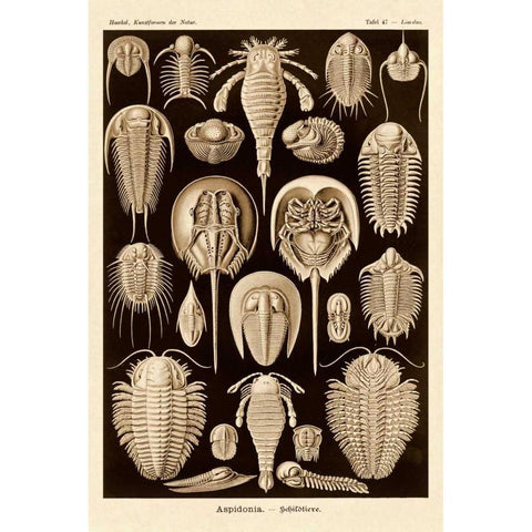 Haeckel Nature Illustrations: Athropods - Sepia Tint Black Modern Wood Framed Art Print with Double Matting by Haeckel, Ernst