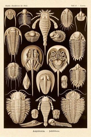 Haeckel Nature Illustrations: Athropods - Sepia Tint Black Ornate Wood Framed Art Print with Double Matting by Haeckel, Ernst