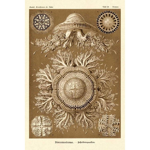 Haeckel Nature Illustrations: Jelly Fish - Sepia Tint Gold Ornate Wood Framed Art Print with Double Matting by Haeckel, Ernst