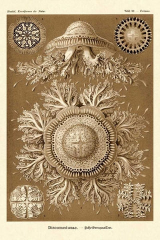 Haeckel Nature Illustrations: Jelly Fish - Sepia Tint Black Ornate Wood Framed Art Print with Double Matting by Haeckel, Ernst
