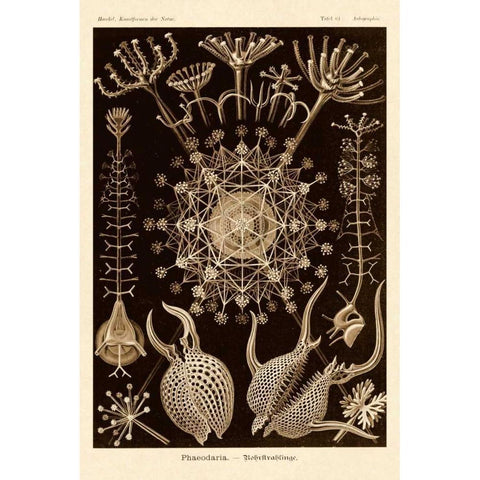 Haeckel Nature Illustrations: Phaeodaria radiolarians - Sepia Tint Black Modern Wood Framed Art Print with Double Matting by Haeckel, Ernst