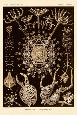 Haeckel Nature Illustrations: Phaeodaria radiolarians - Sepia Tint Black Ornate Wood Framed Art Print with Double Matting by Haeckel, Ernst