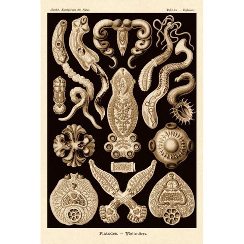 Haeckel Nature Illustrations: Flatworms - Sepia Tint White Modern Wood Framed Art Print by Haeckel, Ernst