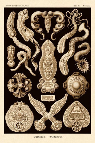 Haeckel Nature Illustrations: Flatworms - Sepia Tint White Modern Wood Framed Art Print with Double Matting by Haeckel, Ernst