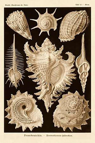 Haeckel Nature Illustrations: Gastropods - Sepia Tint Black Ornate Wood Framed Art Print with Double Matting by Haeckel, Ernst