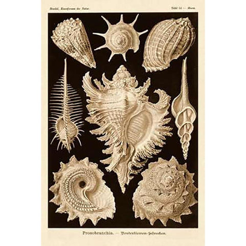 Haeckel Nature Illustrations: Gastropods - Sepia Tint White Modern Wood Framed Art Print by Haeckel, Ernst