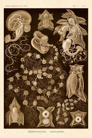 Haeckel Nature Illustrations: Siphoneae Hydrozoa - Sepia Tint Black Ornate Wood Framed Art Print with Double Matting by Haeckel, Ernst