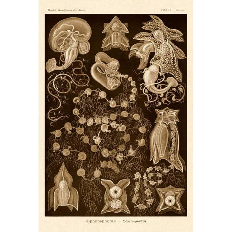 Haeckel Nature Illustrations: Siphoneae Hydrozoa - Sepia Tint Black Modern Wood Framed Art Print by Haeckel, Ernst