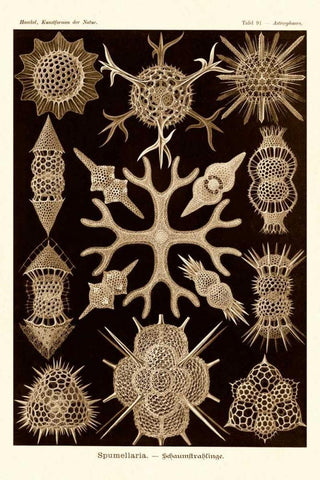 Haeckel Nature Illustrations: Spumellaria - Sepia Tint Black Ornate Wood Framed Art Print with Double Matting by Haeckel, Ernst