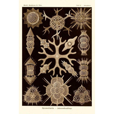 Haeckel Nature Illustrations: Spumellaria - Sepia Tint Black Modern Wood Framed Art Print with Double Matting by Haeckel, Ernst
