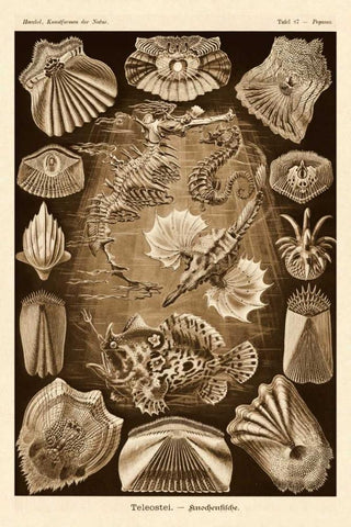 Haeckel Nature Illustrations: Teleostei, bony Fishes - Sepia Tint Black Ornate Wood Framed Art Print with Double Matting by Haeckel, Ernst