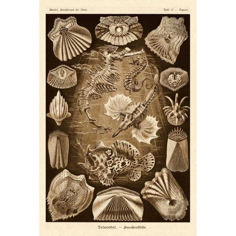 Haeckel Nature Illustrations: Teleostei, bony Fishes - Sepia Tint Black Modern Wood Framed Art Print by Haeckel, Ernst
