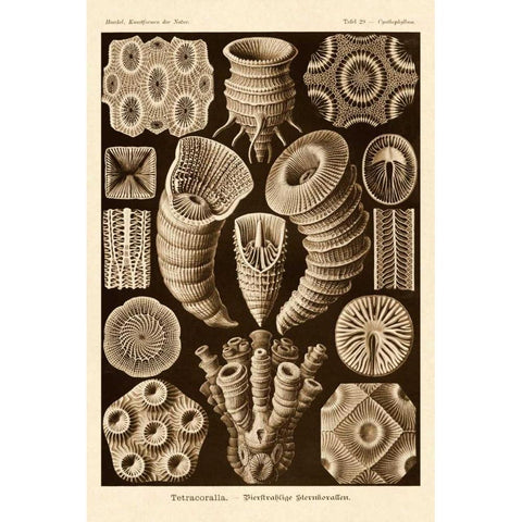 Haeckel Nature Illustrations: Tetracoralla, Coral - Sepia Tint Black Modern Wood Framed Art Print with Double Matting by Haeckel, Ernst