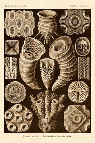 Haeckel Nature Illustrations: Tetracoralla, Coral - Sepia Tint White Modern Wood Framed Art Print with Double Matting by Haeckel, Ernst