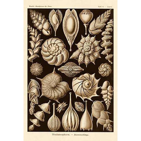 Haeckel Nature Illustrations: Thalamophora, Forminifera - Sepia Tint Gold Ornate Wood Framed Art Print with Double Matting by Haeckel, Ernst