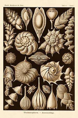 Haeckel Nature Illustrations: Thalamophora, Forminifera - Sepia Tint White Modern Wood Framed Art Print with Double Matting by Haeckel, Ernst