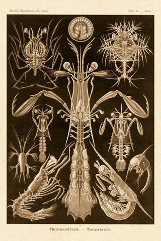 Haeckel Nature Illustrations: Thoracostraca, Crustaceans - Sepia Tint Black Ornate Wood Framed Art Print with Double Matting by Haeckel, Ernst
