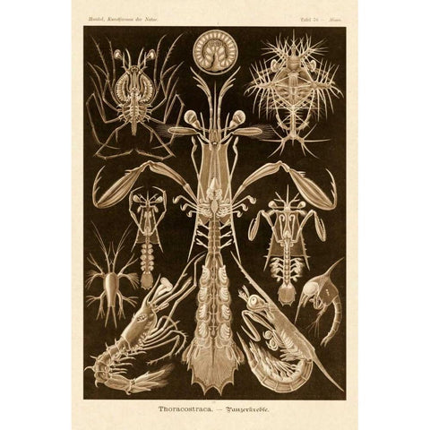 Haeckel Nature Illustrations: Thoracostraca, Crustaceans - Sepia Tint White Modern Wood Framed Art Print by Haeckel, Ernst