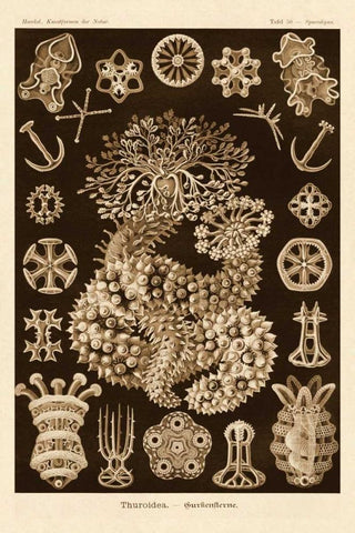 Haeckel Nature Illustrations: Sea Cucumbers - Sepia Tint White Modern Wood Framed Art Print with Double Matting by Haeckel, Ernst