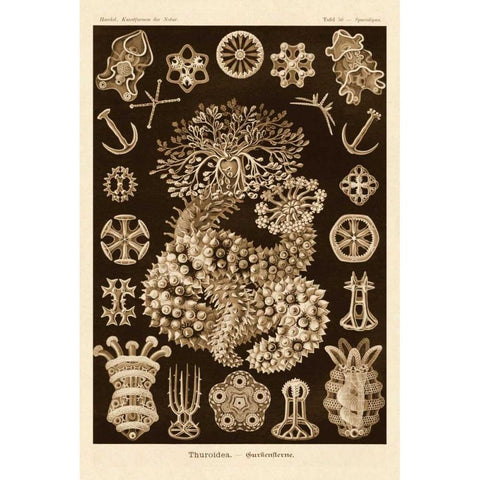 Haeckel Nature Illustrations: Sea Cucumbers - Sepia Tint White Modern Wood Framed Art Print by Haeckel, Ernst