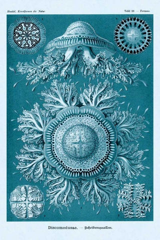 Haeckel Nature Illustrations: Jelly Fish - Blue-Green Tint Black Ornate Wood Framed Art Print with Double Matting by Haeckel, Ernst
